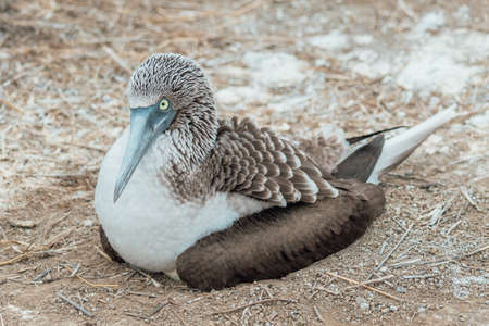 Front portrait of a blue-footed booby sitting on the ground full of twigsの写真素材