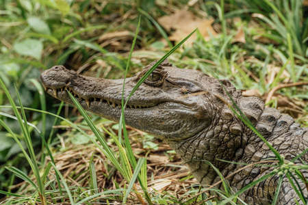 Profile of a crocodile alligator looking at the camera from the ground in the jungleの写真素材