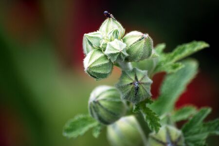 Flowers are coming soonの写真素材