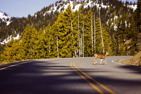 A deer crossing a mountain road.の素材