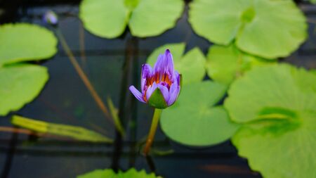 Purple lotusの素材