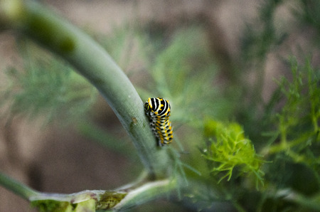 Macro shot of a black-yellow caterpillar on a steam(climbing).の写真素材