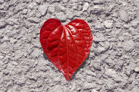 Red heart shape leaf on rocky asphalt floorの写真素材