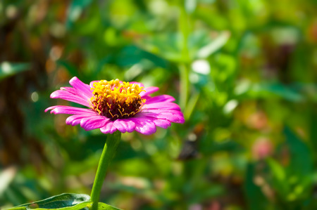 Zinnia flower under summer morning sunlight with blurred green natural background
