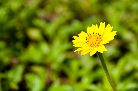 Singapore daisy flower (Sphagneticola trilobata) also known as creeping-oxeye, trailing daisy, and wedelia. Widely cultivated as ornamental groundcover.の写真素材
