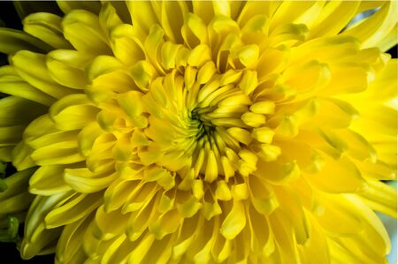 Close-up at the center of blooming chrysanthemum flower. Sometimes called mums or chrysanths, are native to Asia and northeastern Europe, countless horticultural varieties and cultivarsの写真素材