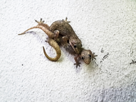 Mating lizards. Tropical Flat-tailed House Geckos, Hemidactylus platyurus, are mating on white wall. Close up, selected focus, narrow depth of field.の写真素材
