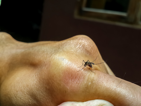 Black with white dots female mosquito (aedes aegypti) sucking blood on human knuckle until it is full.の写真素材
