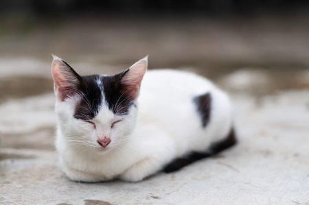 white cat with black spots crouch  and fall asleep on a cement floor outdoor, natural light.の写真素材