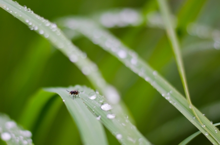 bug on grassの写真素材