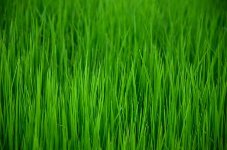 spring background の写真素材