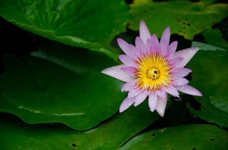 Beautiful Lotusの写真素材