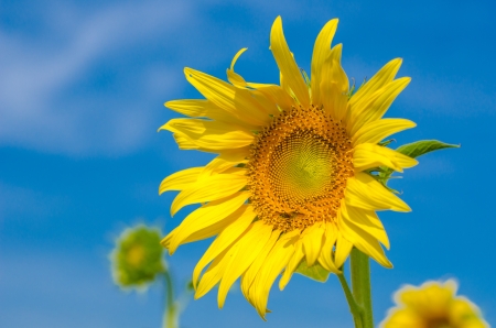 sunflower fieldの写真素材