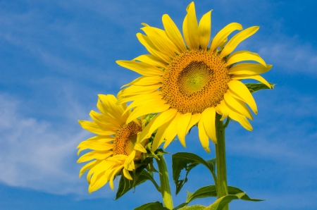 sunflower fieldの写真素材