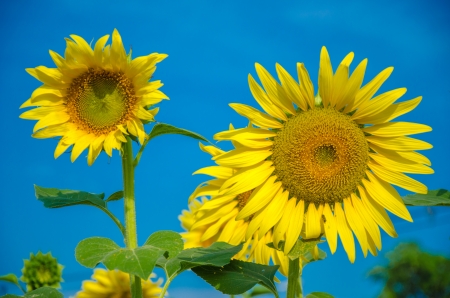 sunflower fieldの写真素材