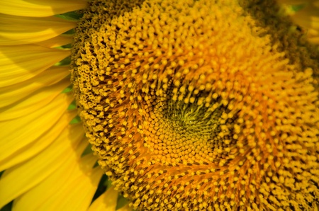 sunflowerの写真素材