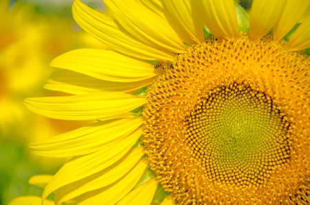 sunflowerの写真素材