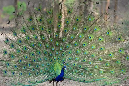 Indian Peacock dancing in the jungle.の写真素材