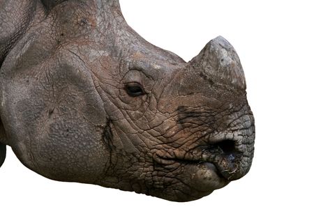 Rhino Face の写真素材