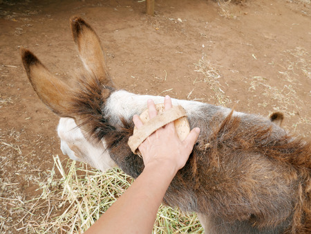 Donkey is groomed by brushing its furの写真素材