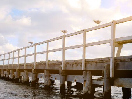 Seagulls on jetty in evening lightの写真素材