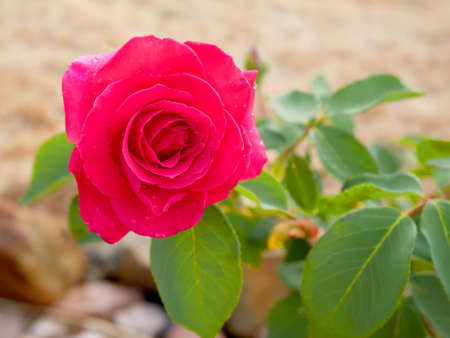 Pink rose blooming in the gardenの写真素材