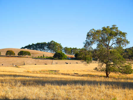 A view of cows eating on golden pasture in eveningの写真素材