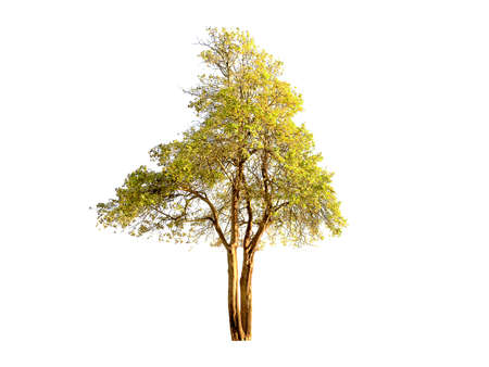 Tree in evening light isolated on white backgroundの写真素材