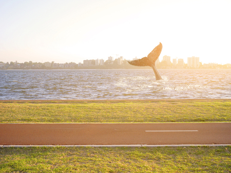Humpback whale tail waving in the river in evening lightの写真素材