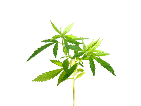 Marijuana plant isolated on white background (with clipping path)の写真素材