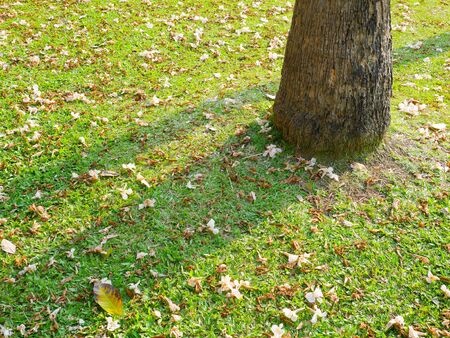 Dried leaves and pink flowers backgroundの写真素材