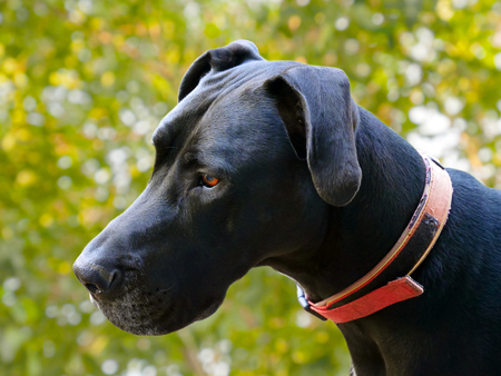 Close up black dog isolated on white background