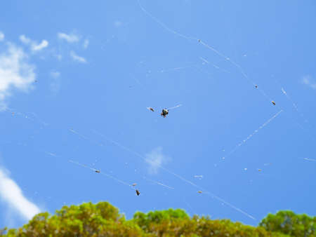 Cobweb and Christmas spider on blue sky backgroundの写真素材
