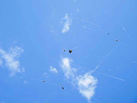 Cobweb and Christmas spider on blue sky backgroundの写真素材