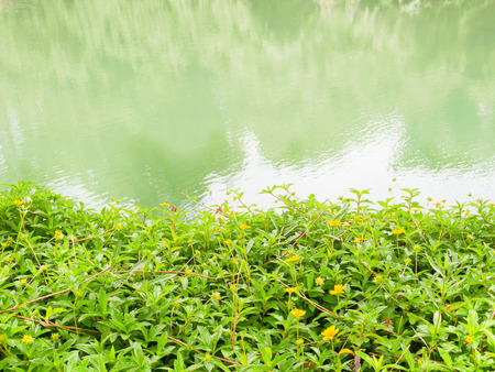Cosmos sulphureus by the river backgroundの写真素材