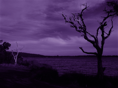 Dead trees by the sea at night in the moonlight. Halloween background.の写真素材
