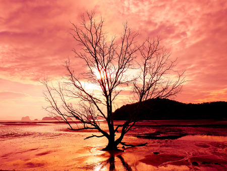 Silhouette dead tree stands alone on the beach at sunriseの写真素材