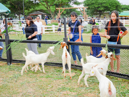 Nakhon Ratchasima, Thailand - December 5: People feed little goats in Farm Chokchai, Nakhon Ratchasima on December 5, 2016.のeditorial素材