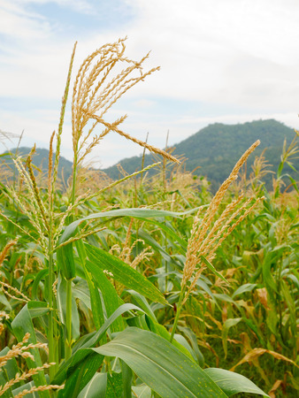 Golden ears of corn in cornfieldの写真素材