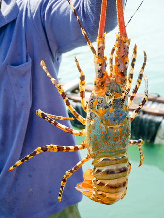 Fisherman holding live lobster that just caught from the seaの写真素材