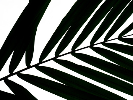 Silhouette leaves isolated on white backgroundの写真素材