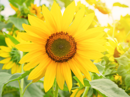 Sunflower blooming in a fieldの写真素材
