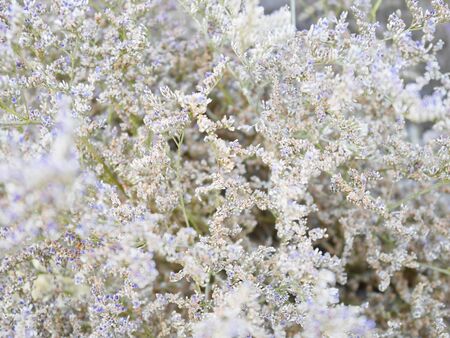 Tiny pastel flowers pattern backgroundの写真素材