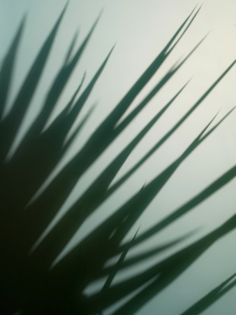 Blurred plant leaves shadow behind glass wallの写真素材