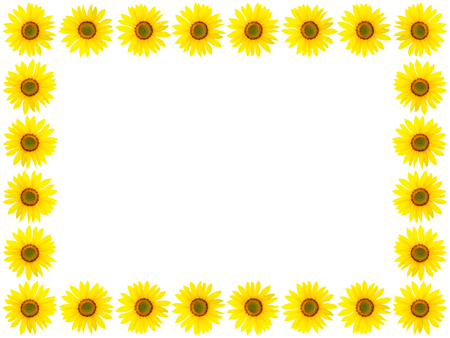 Sunflowers frame isolated on white background with copy space and clipping pathの写真素材