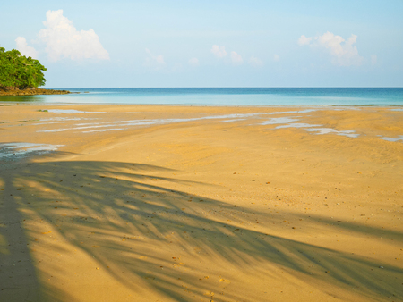 Palm tree shadow on tranquil beach の写真素材
