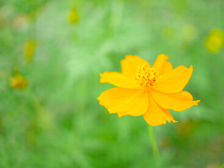 Sulfur cosmos or yellow cosmos blooming in the fieldの写真素材