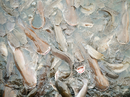 Iridescent sharks or swai in the river