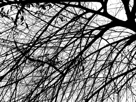 Silhouette tree branches isolated on white backgroundの写真素材