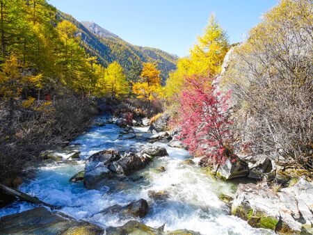Rocky stream with colorful autumn leaves and mountain in Yading Nature Reserve, Sichuan, China